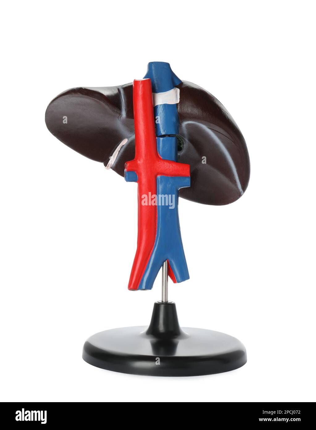 Plastic model of liver on white background Stock Photo - Alamy