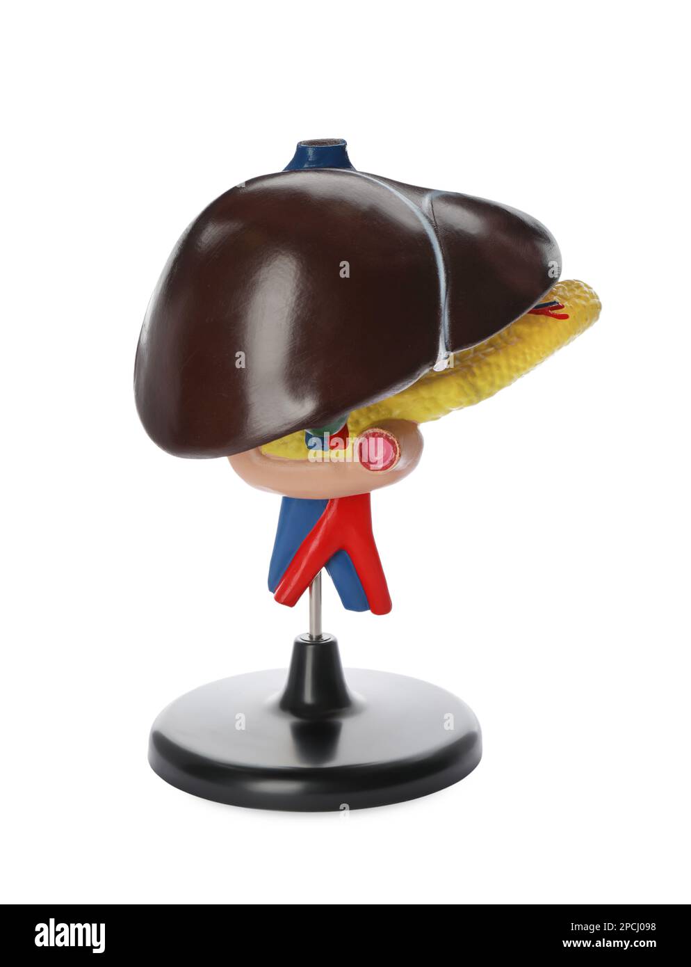 Plastic model of liver on white background Stock Photo - Alamy