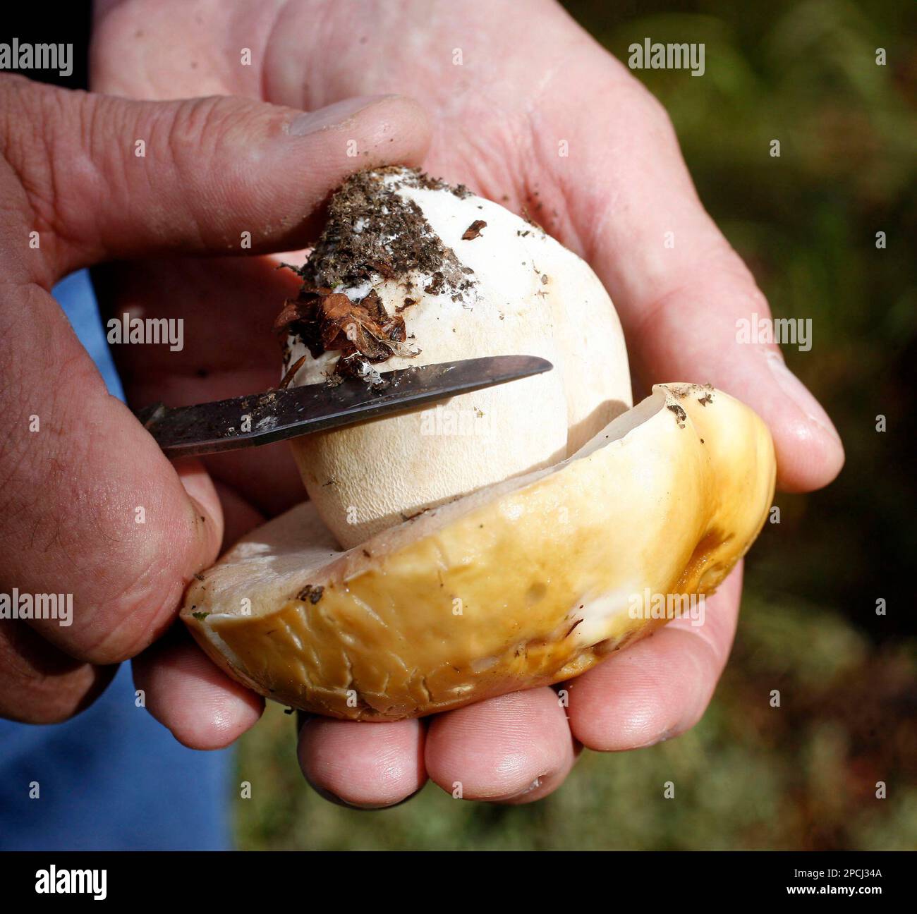 ** ADVANCE FOR WEEKEND EDITIONS, SEPT. 1617 **A mushroom hunter