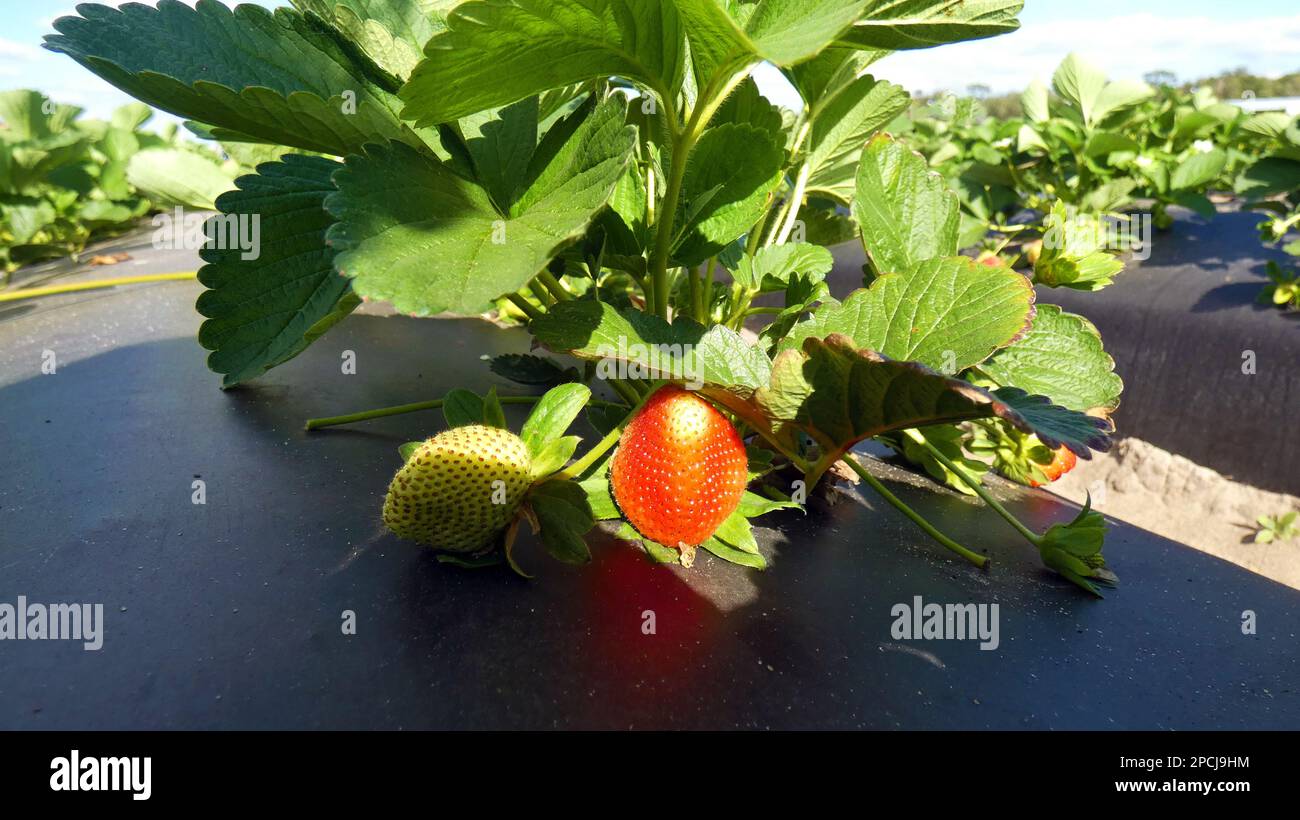 Close up of strawberry fruit and plant farm concept photo banner background Stock Photo