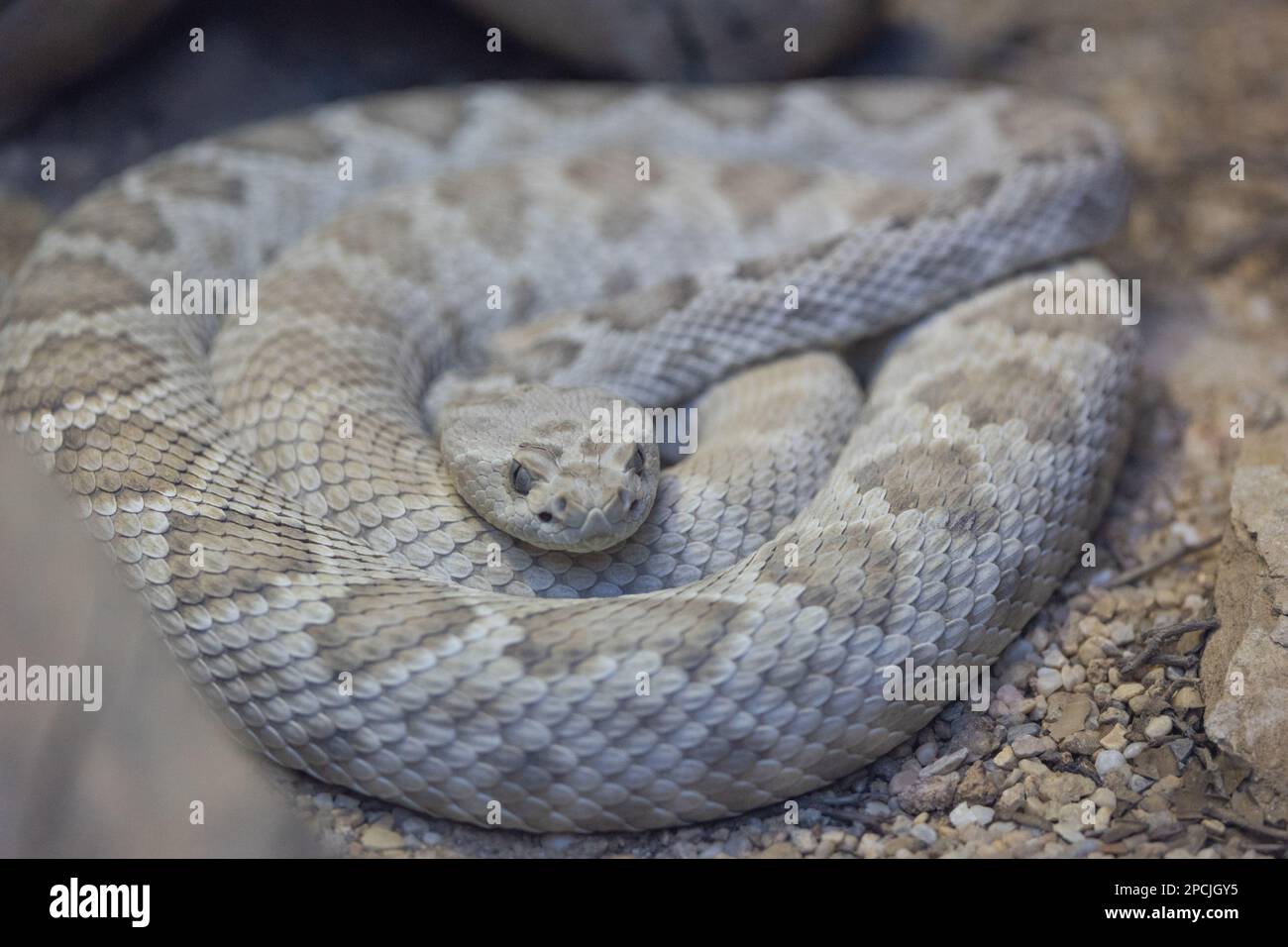 Catalina Island rattlesnake curled up and ready to strike Stock Photo