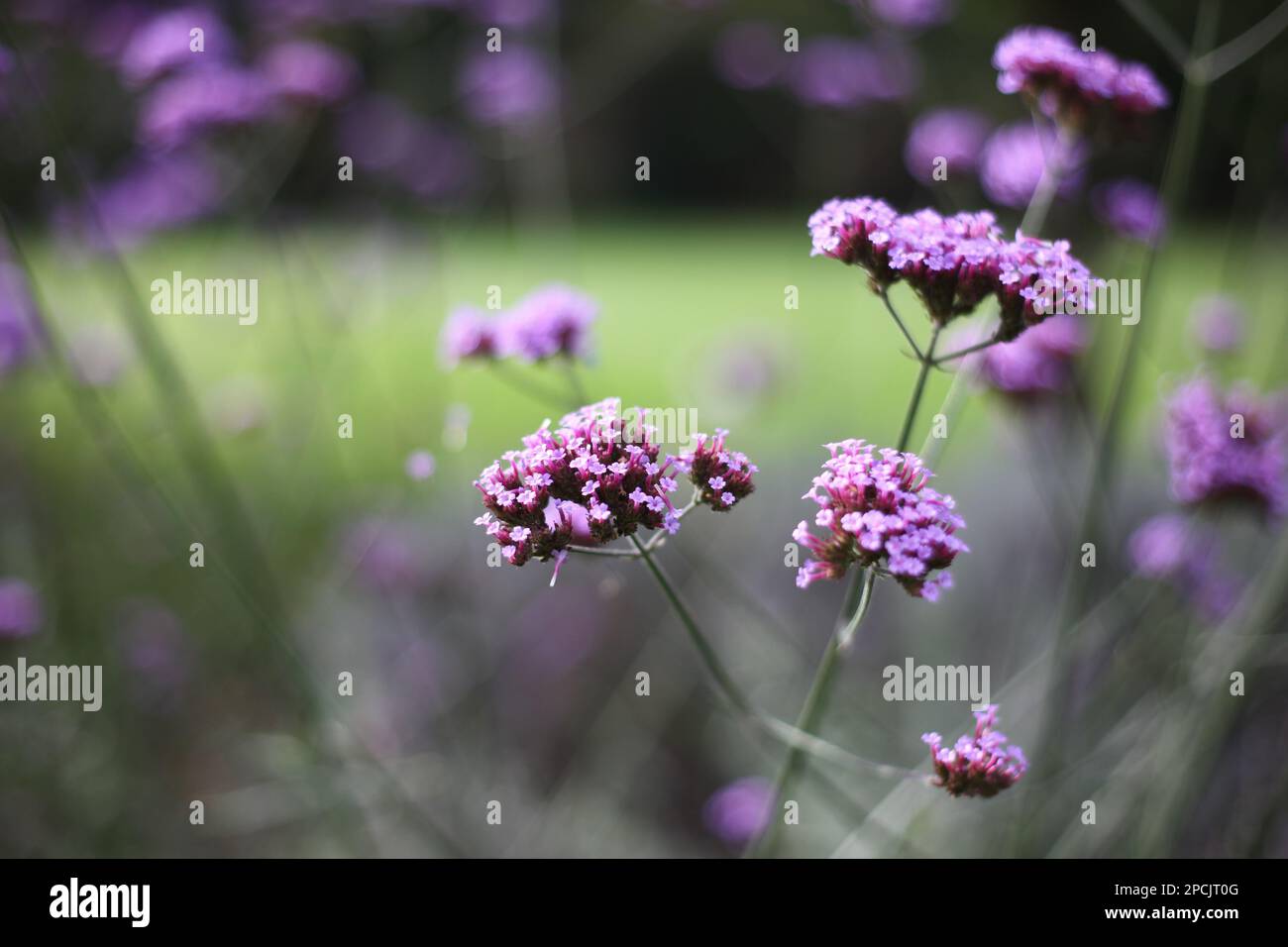 Pretty purple Verbena flowers Stock Photo - Alamy