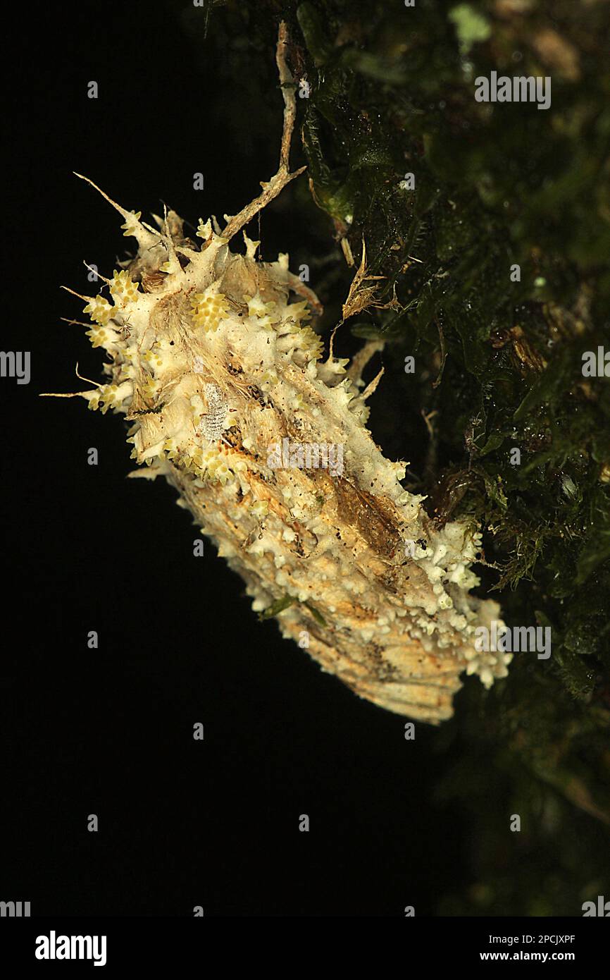 Moth infected with cordyceps fungus Stock Photo