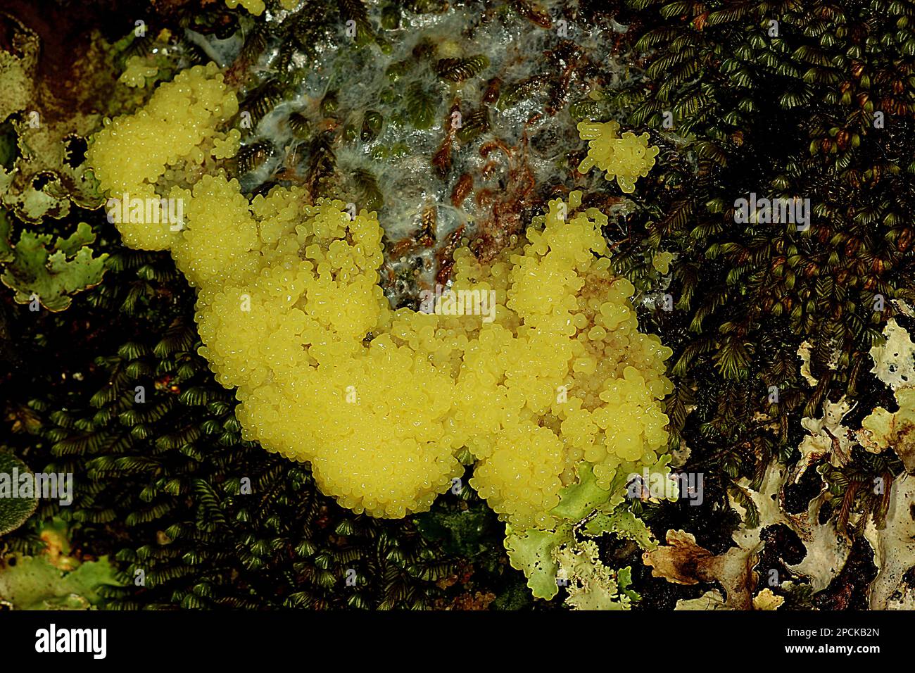 Yellow dog vomit slime mould (Didymium mucilago) Stock Photo