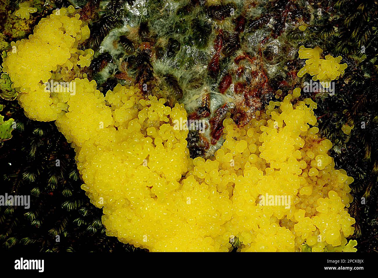 Yellow dog vomit slime mould (Didymium mucilago Stock Photo Alamy