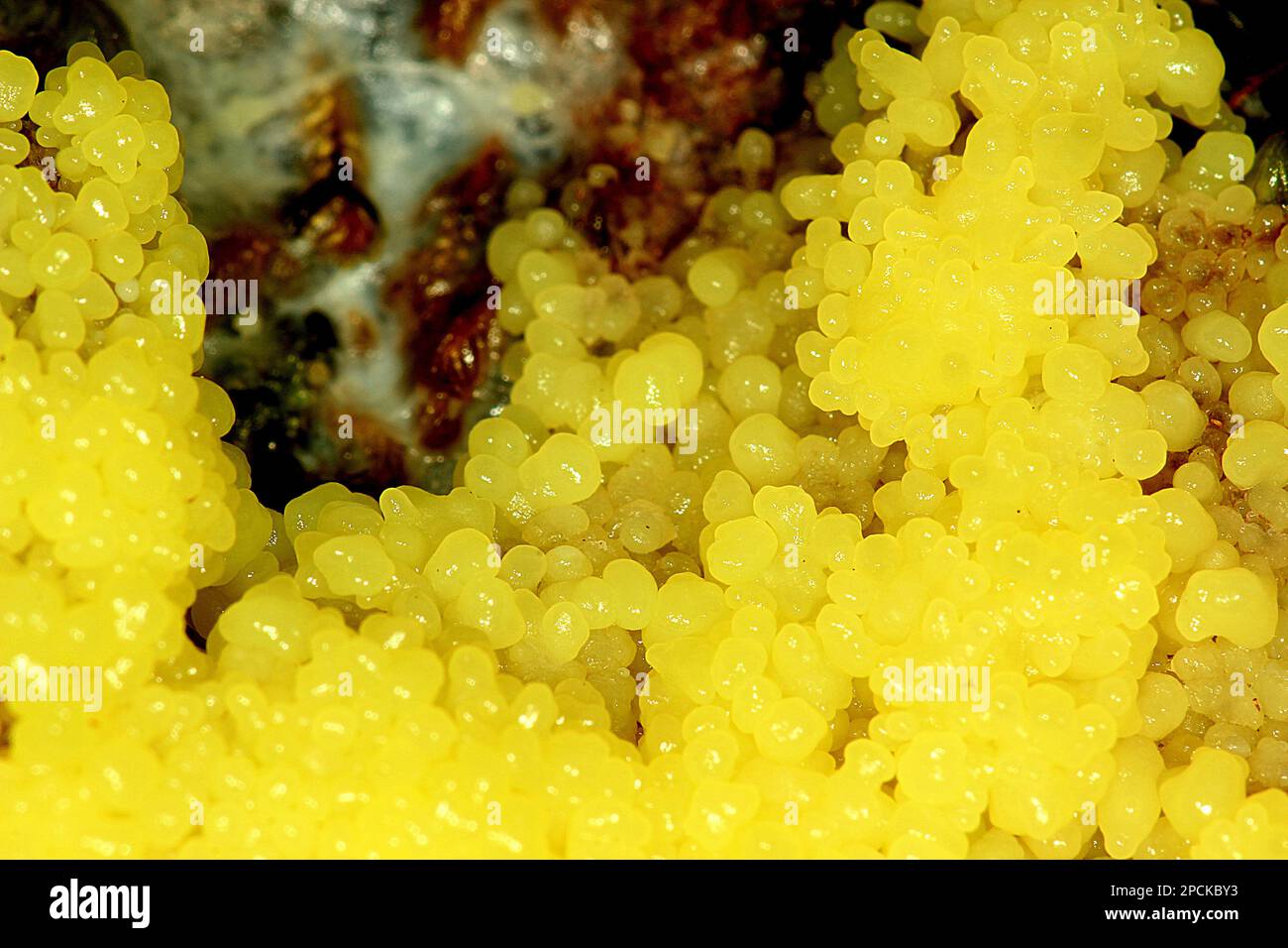 Yellow dog vomit slime mould (Didymium mucilago) Stock Photo