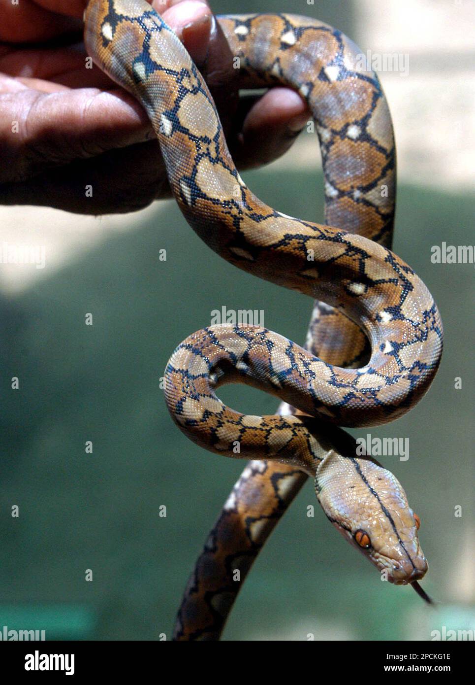 Baby Reticulated Python