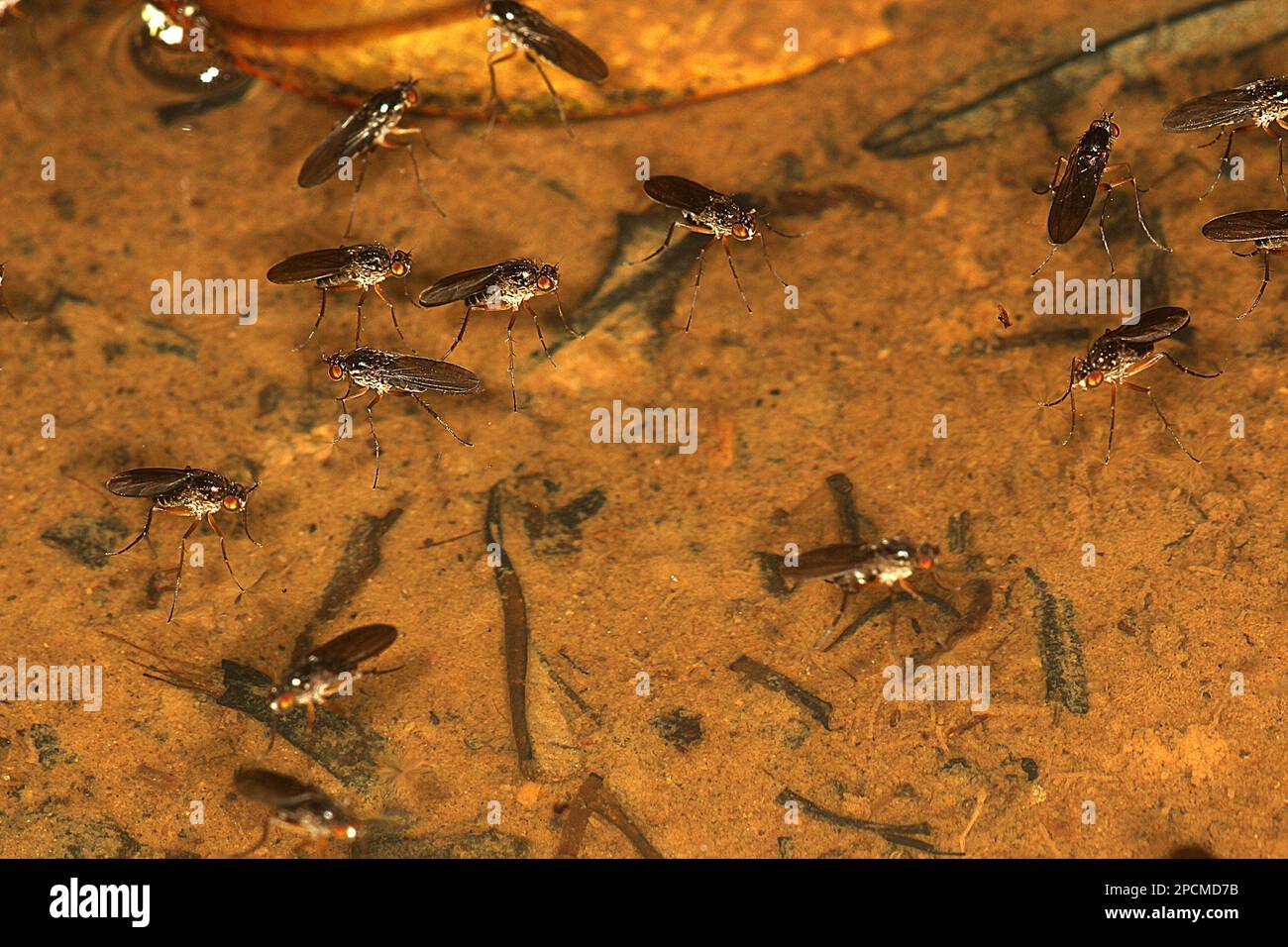 Pond flies (Hercostomus argentifacies Stock Photo Alamy