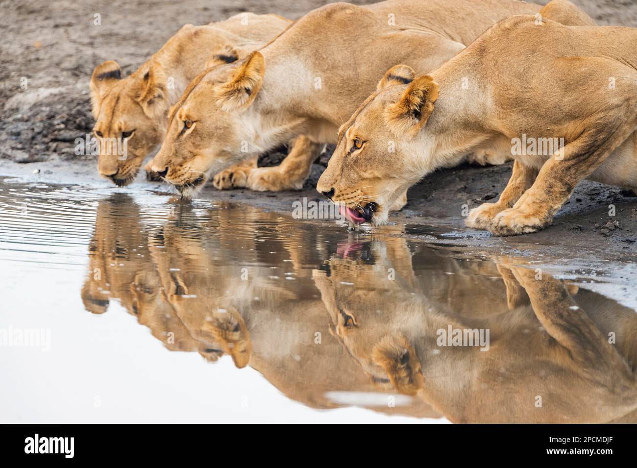 A pride of lion, Panther Leo, drinking from a waterhole in Zimbabwe's Hwange National park. Stock Photo