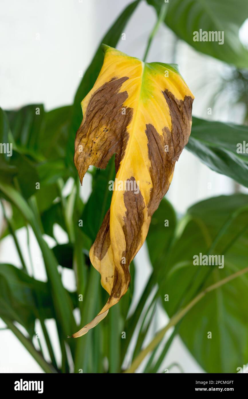 Yellow brown dry damaged leaf of Spathiphyllum or Peace Lily Plant Stock Photo