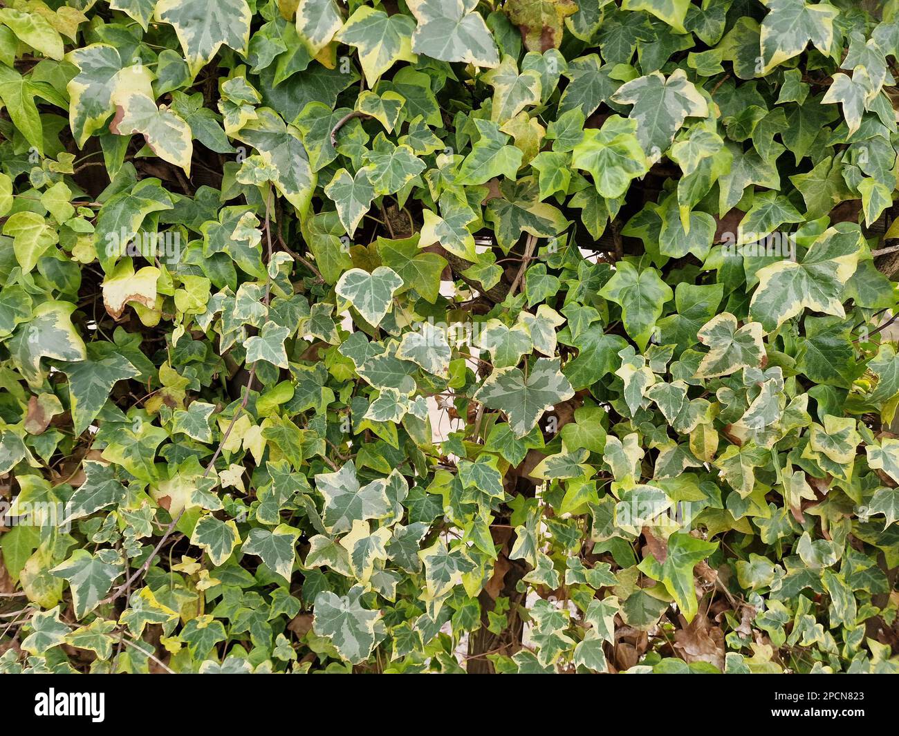 Hedera variegated ivy leaves hi-res stock photography and images - Alamy
