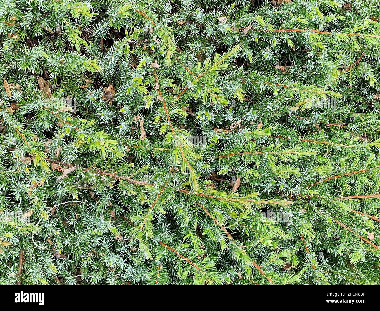 Overhead shot of the evergreen horizontal growing garden conifer Juniperus rigida conferta. Stock Photo