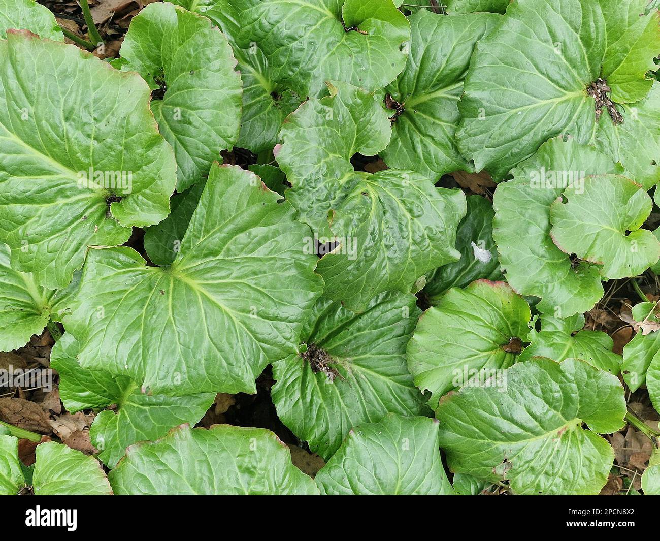 Large green leaves Bergenia Margary Fish seen from above in winter. Stock Photo