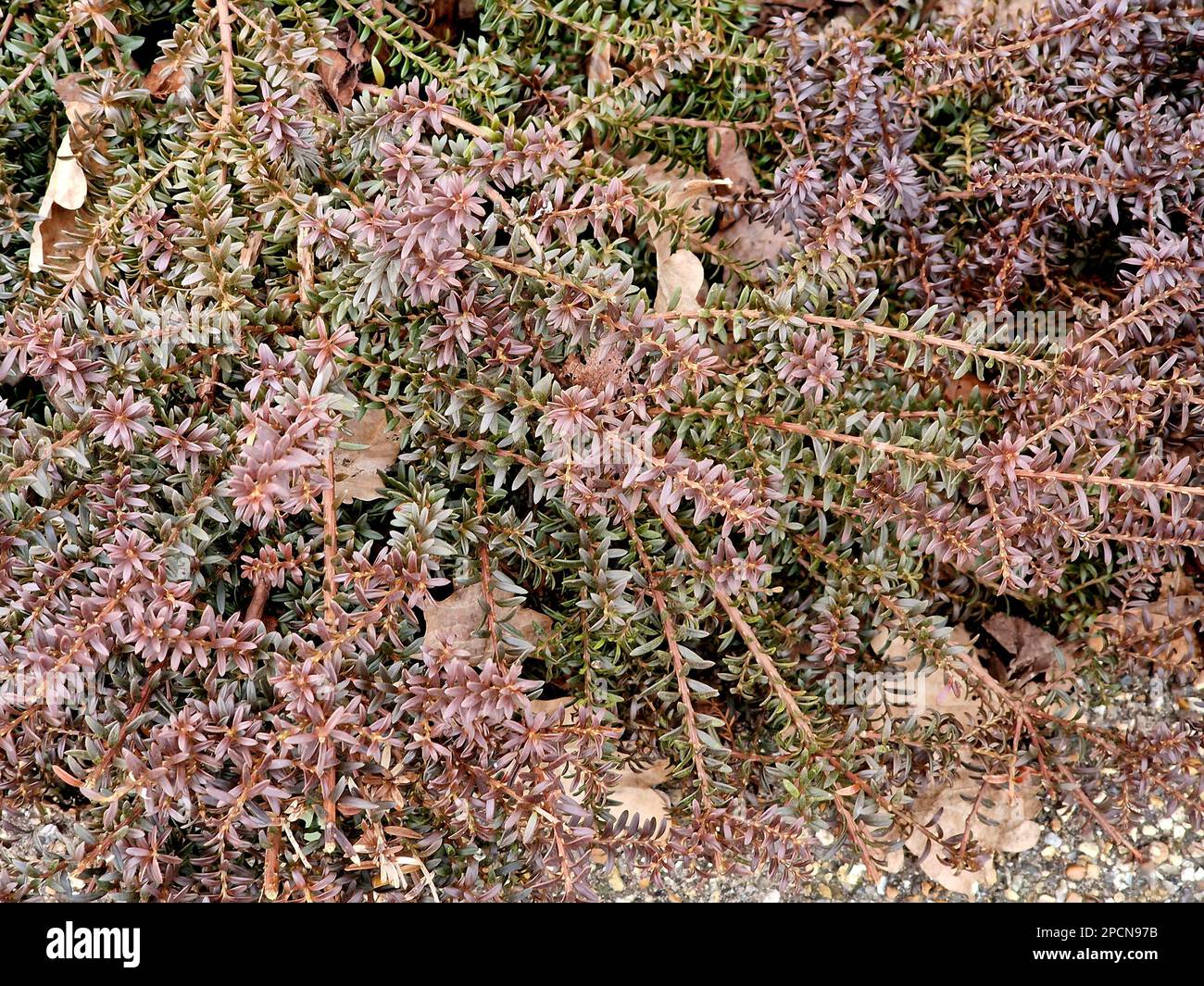 eukalyptus topfpflanze Eukalyptus kaufen