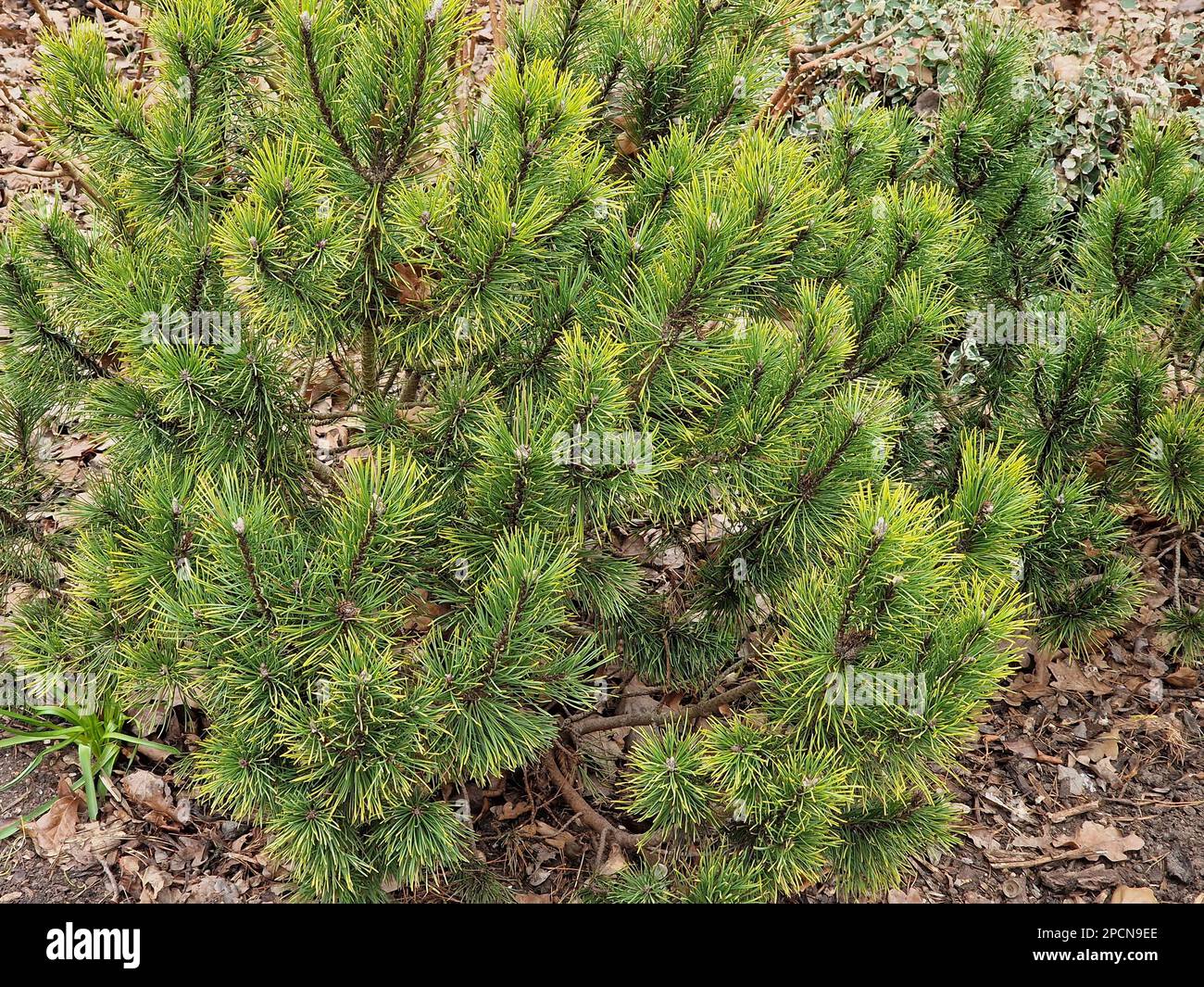 Closeup slow and low growing conifer Pinus mugo Ophir. Stock Photo