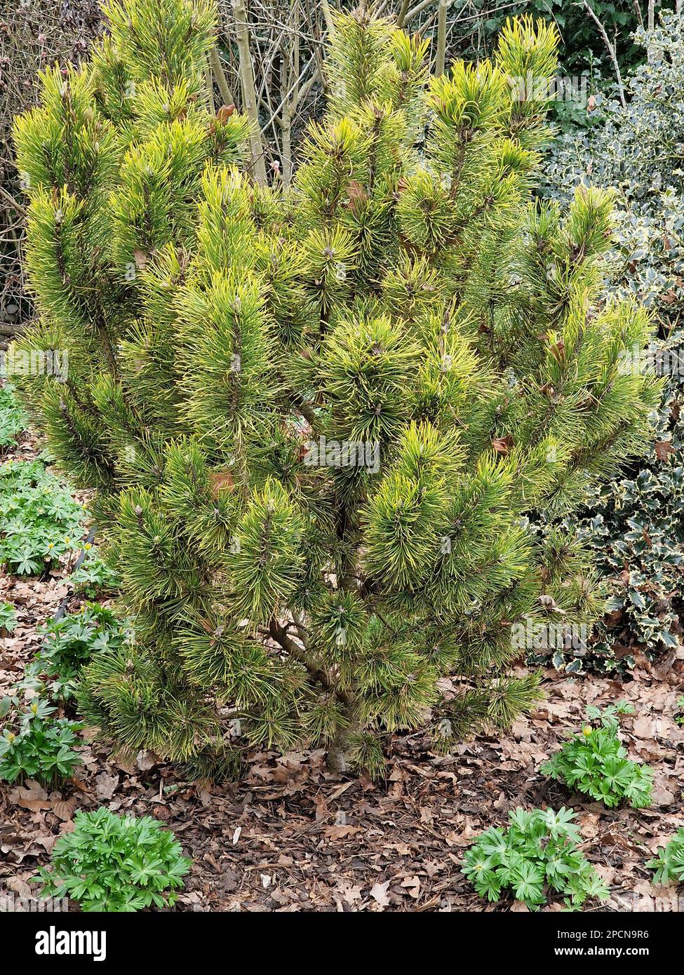Closeup of the low and slow growing conifer Pinus mugo Winter Sun. Stock Photo