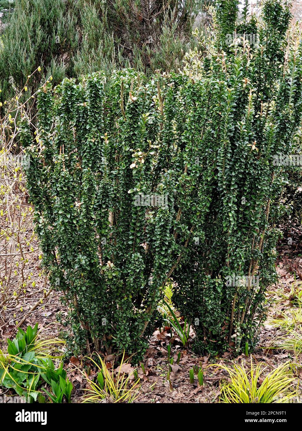 Euonymus green rocket deals
