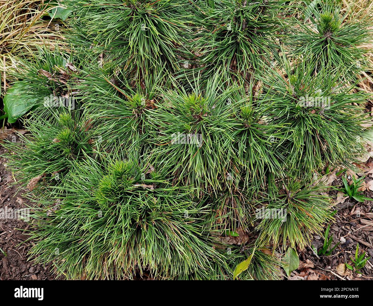 Closeup of the evergreen low and slow growing garden conifer Pinus mugo varella. Stock Photo