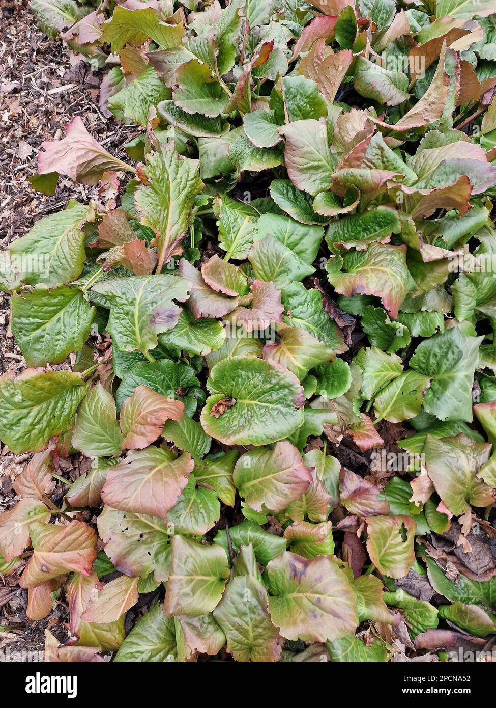 Closeup and overhead shot of the evergreen garden perennial with large reddish leaves Bergenia morgenrote. Stock Photo