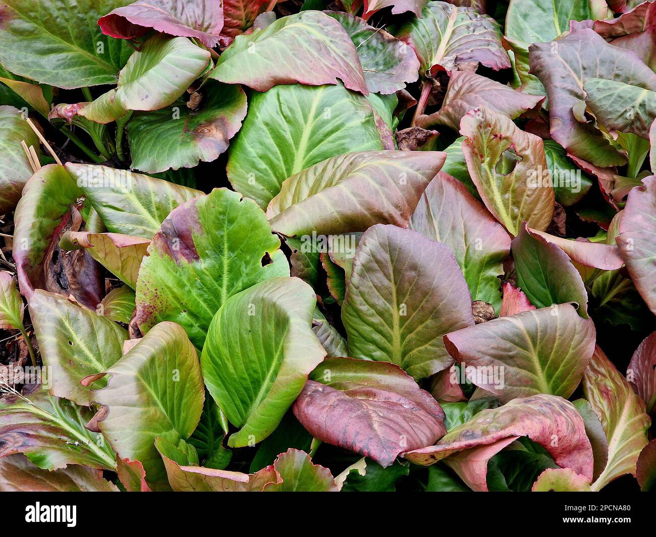 Red and green leaves of the garden perennial bergenia purpurascens in winter. Stock Photo