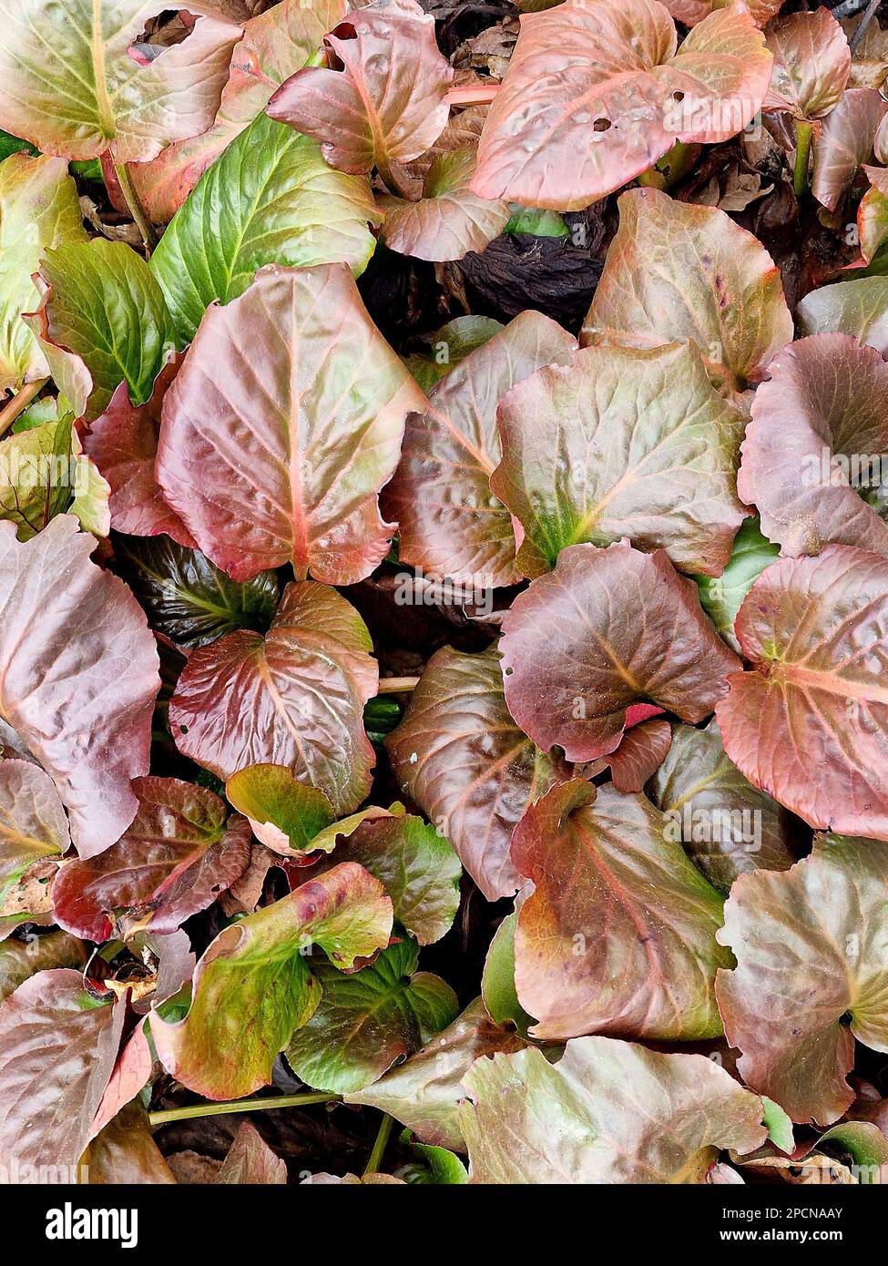Closeup of the red and green large leaves of the perennial garden plant bergenia morgenrote in winter. Stock Photo