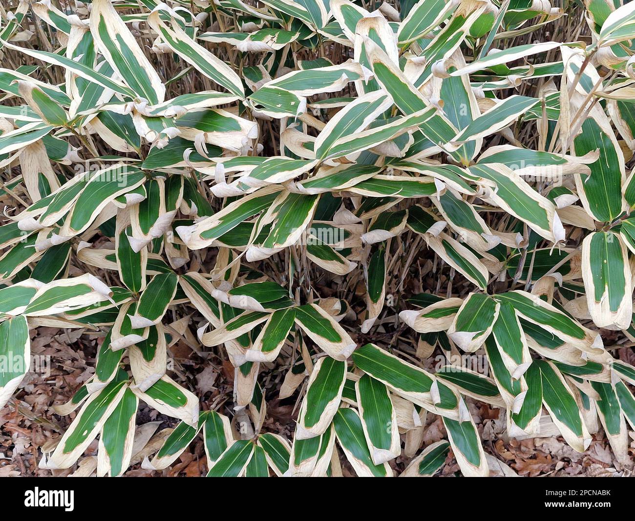 Closeup of the garden plant and bamboo Sasa veitchii with variegated leaves bamboo grass in winter. Stock Photo