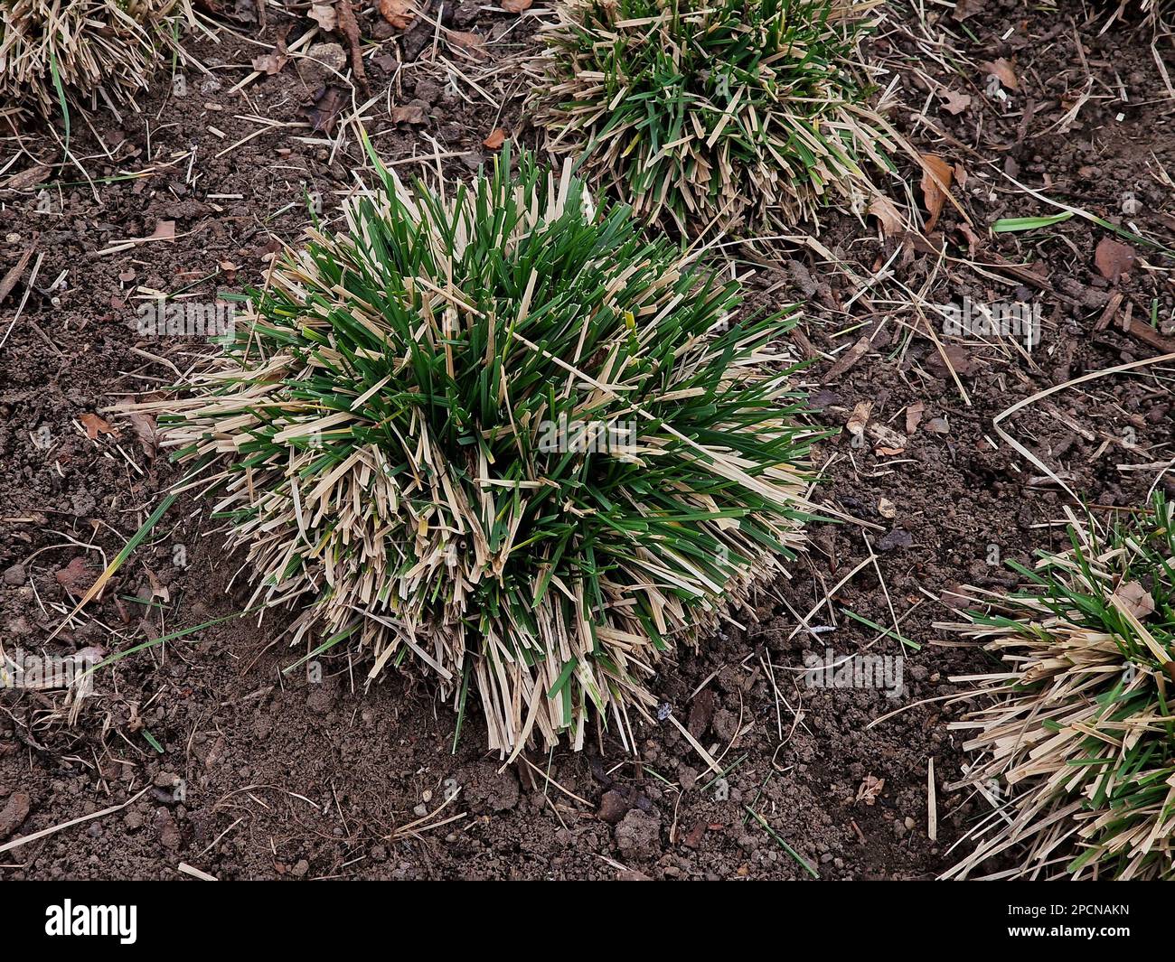 Closeup of the cut back garden plant deschampsia cespitosa goldtau or tufted hair grass seen planted in the ground in late winter. Stock Photo