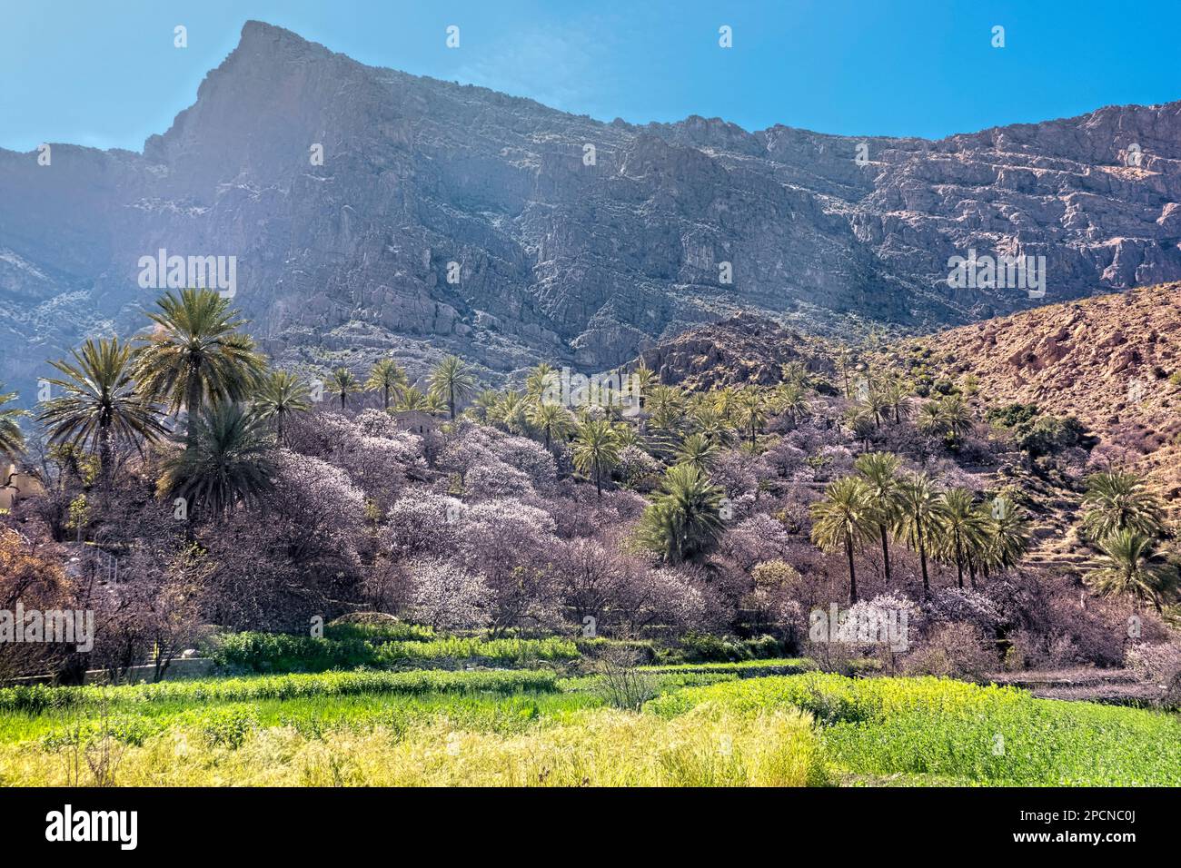 Apricot trees hi-res stock photography and images - Alamy