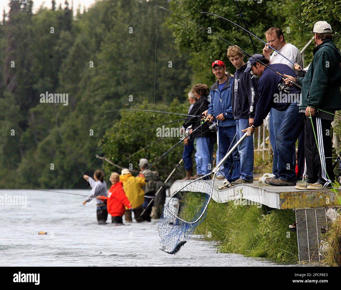 A fisherman nets a red salmon at the Swiftwater campground in Soldotna,  Alaska, Tuesday, Aug. 1, 2006, as other fishermen crowd the bank along the  Kenai River trying to catch their limit