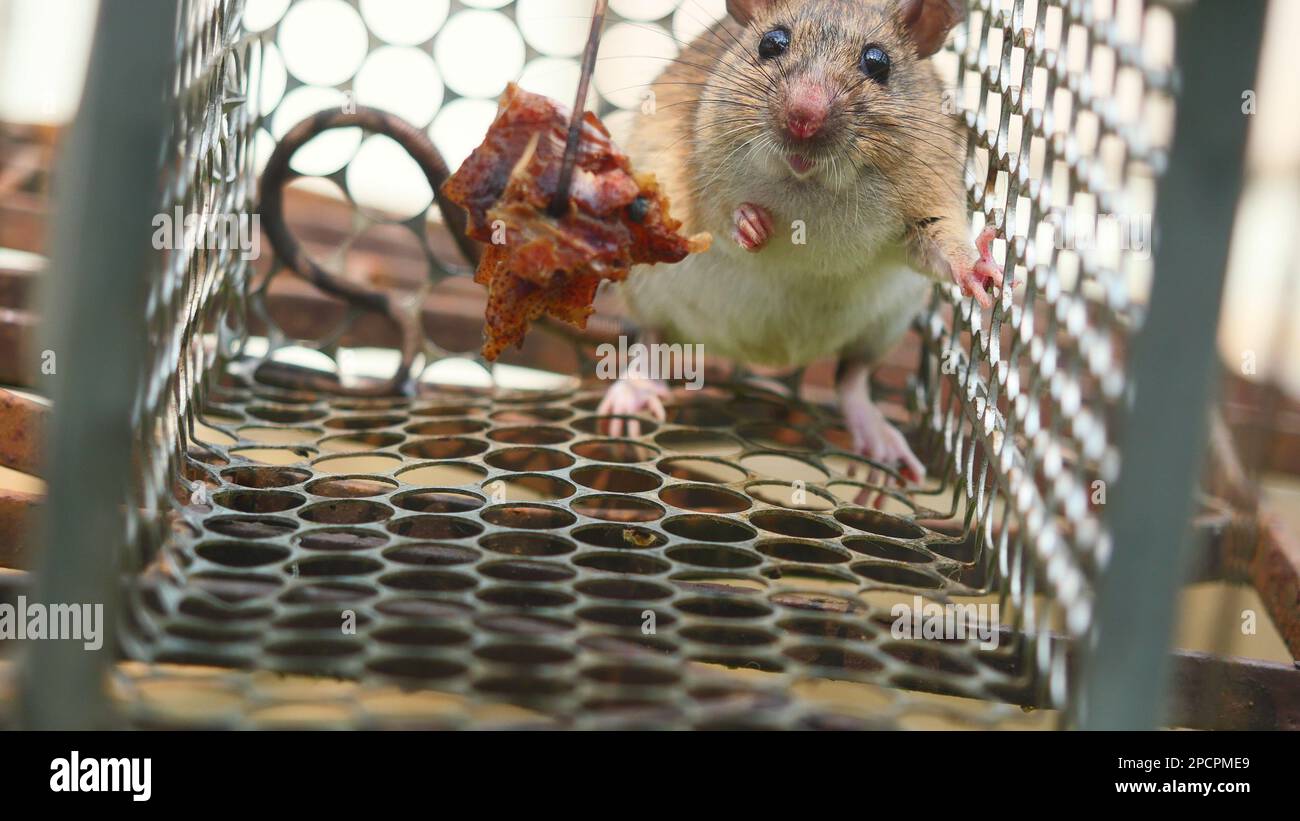 Rat in cage mousetrap , Mouse finding a way out of being confined, Trapping and removal of rodents that cause Stock Photo