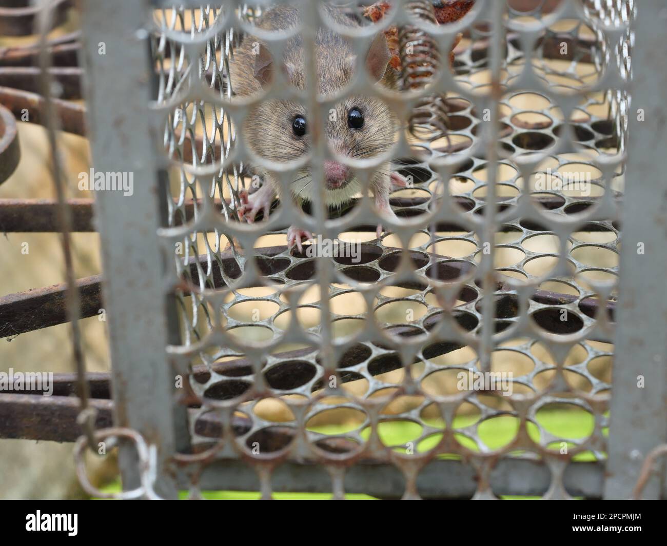 Rat in cage mousetrap , Mouse finding a way out of being confined, Trapping and removal of rodents that cause Stock Photo