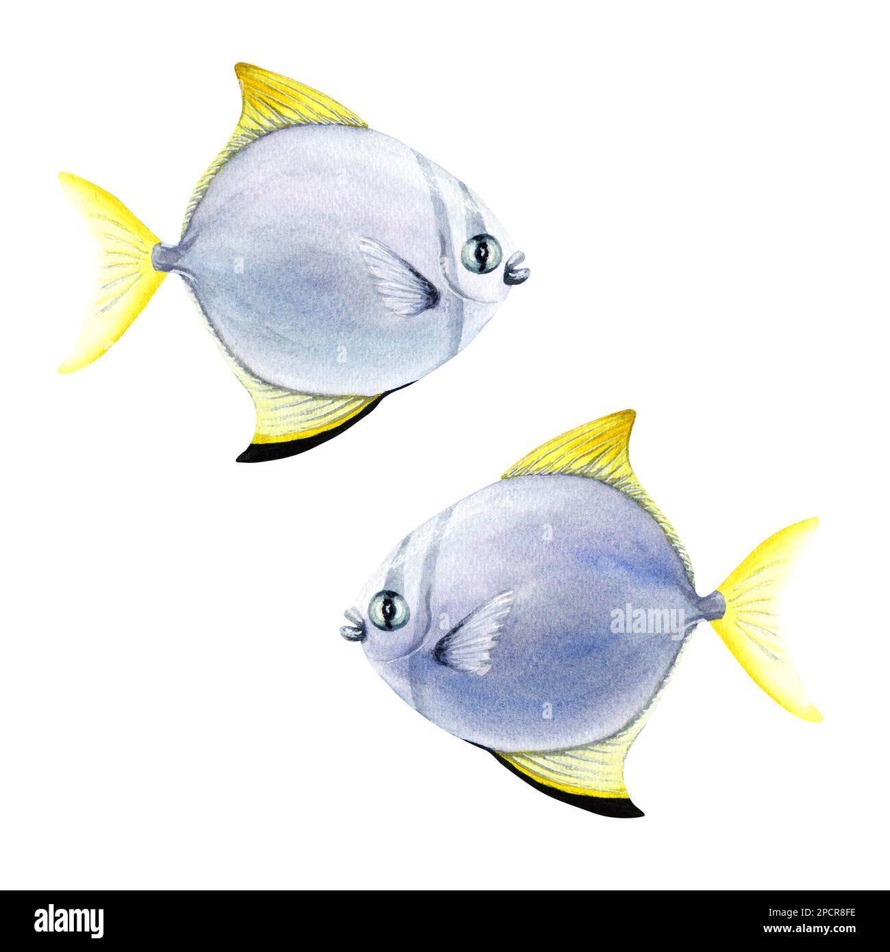 Silver moony coral reef fish. Watercolor illustration isolated on white background Stock Photo