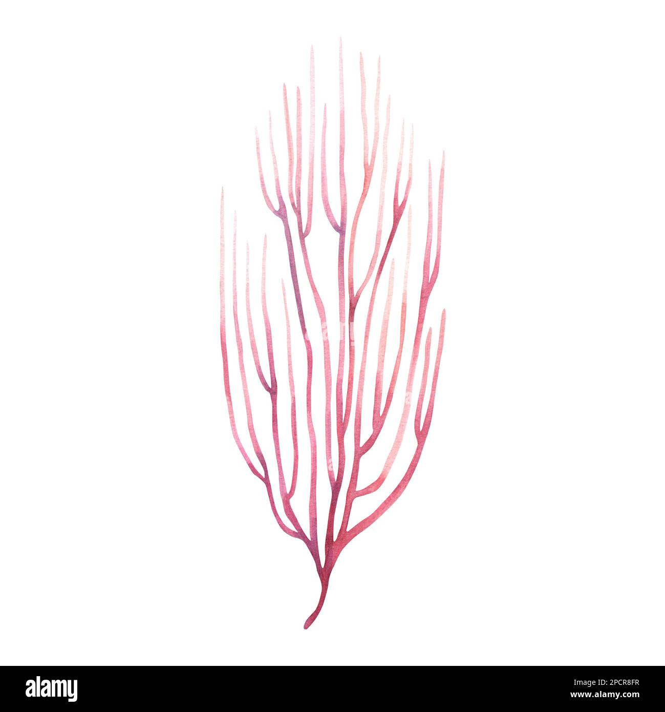 Sea fan ,coral reef organizm. Watercolor illustration isolated on white background Stock Photo
