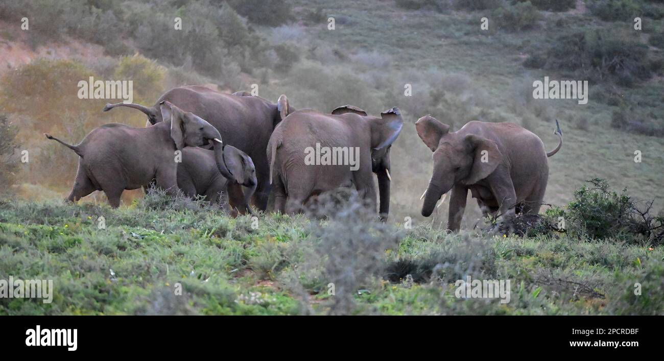 Wildlife at Addo Elephant National Park, Port Elizabeth, South Africa Stock Photo