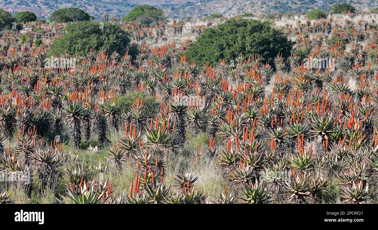Aloe ferox blooming in the Eastern Cape of  South Africa Stock Photo