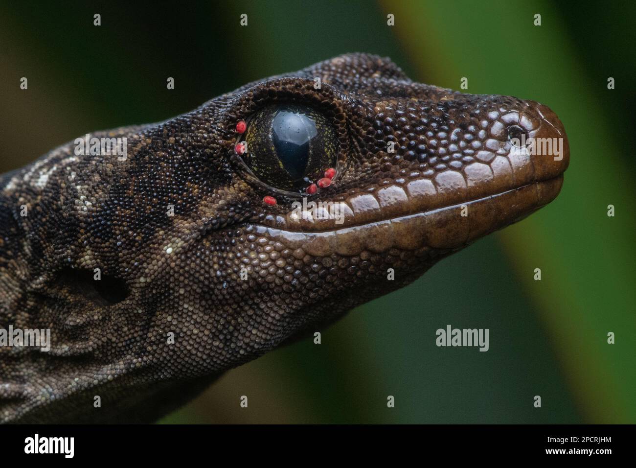 A macro portrait of a wild Duvaucel's gecko, Hoplodactylus duvaucelii, and the parasitic reptile specialist mites, Geckobia naultina, around its eye. Stock Photo