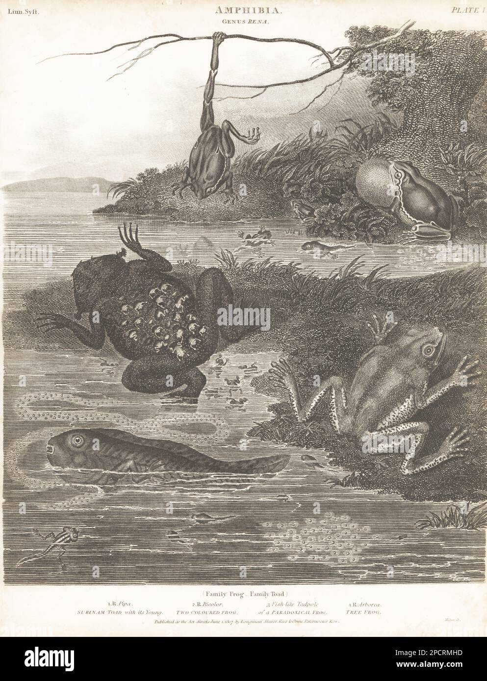 Surinam toad with its young, Pipa pipa 1, giant monkey frog, Phyllomedusa bicolor 2, large fish-like tadpole of a paradoxical frog, Pseudis paradoxa 3, and European tree frog, Hyla arborea 4. Copperplate engraving by Thomas Milton from Abraham Rees' Cyclopedia or Universal Dictionary of Arts, Sciences and Literature, Longman, Hurst, Rees, Orme, Paternoster Row, London, June 1, 1807. Stock Photo