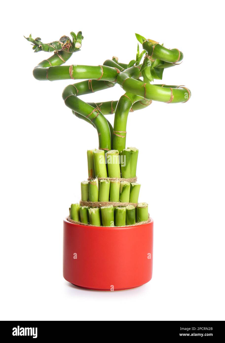 comment-planter-et-cultiver-des-bambous