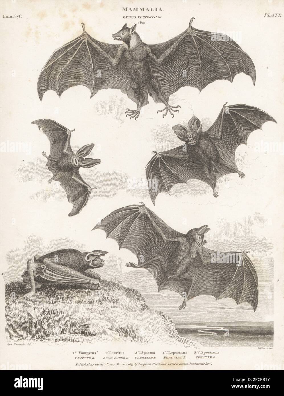 Endangered large flying fox, Pteropus vampyrus 1, long-eared bat, Plecotus auritus 2, Asian ghost bat, Megaderma spasma 3, greater bulldog bat, Noctilio leporinus 4 and faux vampire, Vampyrum spectrum 5. Copperplate engraving by Thomas Milton after an illustration by Sydenham Edwards from Abraham Rees' Cyclopedia or Universal Dictionary of Arts, Sciences and Literature, Longman, Hurst, Rees, Orme and Brown, Paternoster Row, London, March 1, 1813. Stock Photo