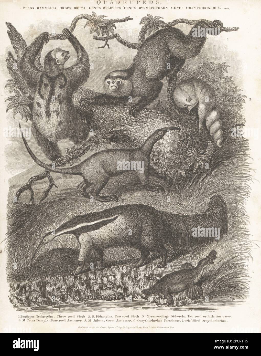 Pale-throated sloth, Bradypus tridactylus 1, Linnaeus's two-toed sloth, Choloepus didactylus 2, silky anteater, Cyclopes didactylus 3, collared anteater, Tamandua tetradactyla 4, giant anteater, Myrmecophaga tridactyla 5, and platypus, Ornithorhynchus anatinus 6. Copperplate engraving by J. Scott after Sydenham Edwards from Abraham Rees' Cyclopedia or Universal Dictionary of Arts, Sciences and Literature, Longman, Hurst, Rees, Orme, Paternoster Row, London, August 1, 1809. Stock Photo