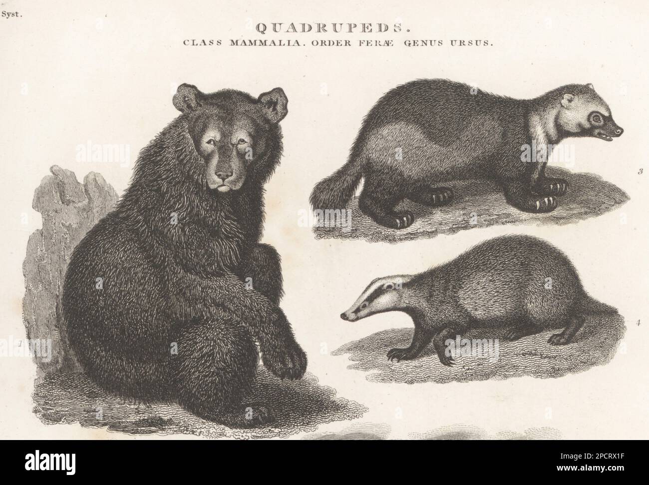 American black bear, Ursus americanus 1, glutton, Gulo gulo 3, and European badger, Meles meles 4. Copperplate engraving by J. Scott after Sydenham Edwards from Abraham Rees' Cyclopedia or Universal Dictionary of Arts, Sciences and Literature, Longman, Hurst, Rees, Orme and Brown, Paternoster Row, London, July 1, 1811. Stock Photo