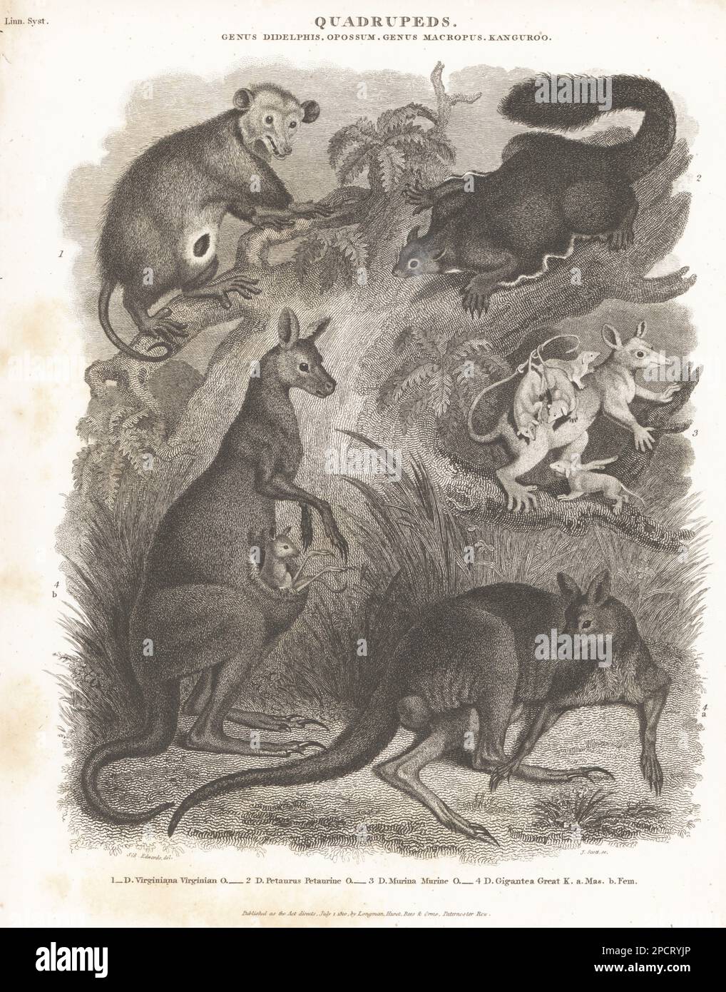 North American opossum, Didelphis virginiana 1, yellow-bellied glider, Petaurus australis 2, Linnaeus's mouse opossum with young, Marmosa murina 3, and eastern grey kangaroo, Macropus giganteus, male and female with joey 4. Copperplate engraving by J. Scott after Sydenham Edwards from Abraham Rees' Cyclopedia or Universal Dictionary of Arts, Sciences and Literature, Longman, Hurst, Rees, Orme, Paternoster Row, London, July 1, 1810. Stock Photo