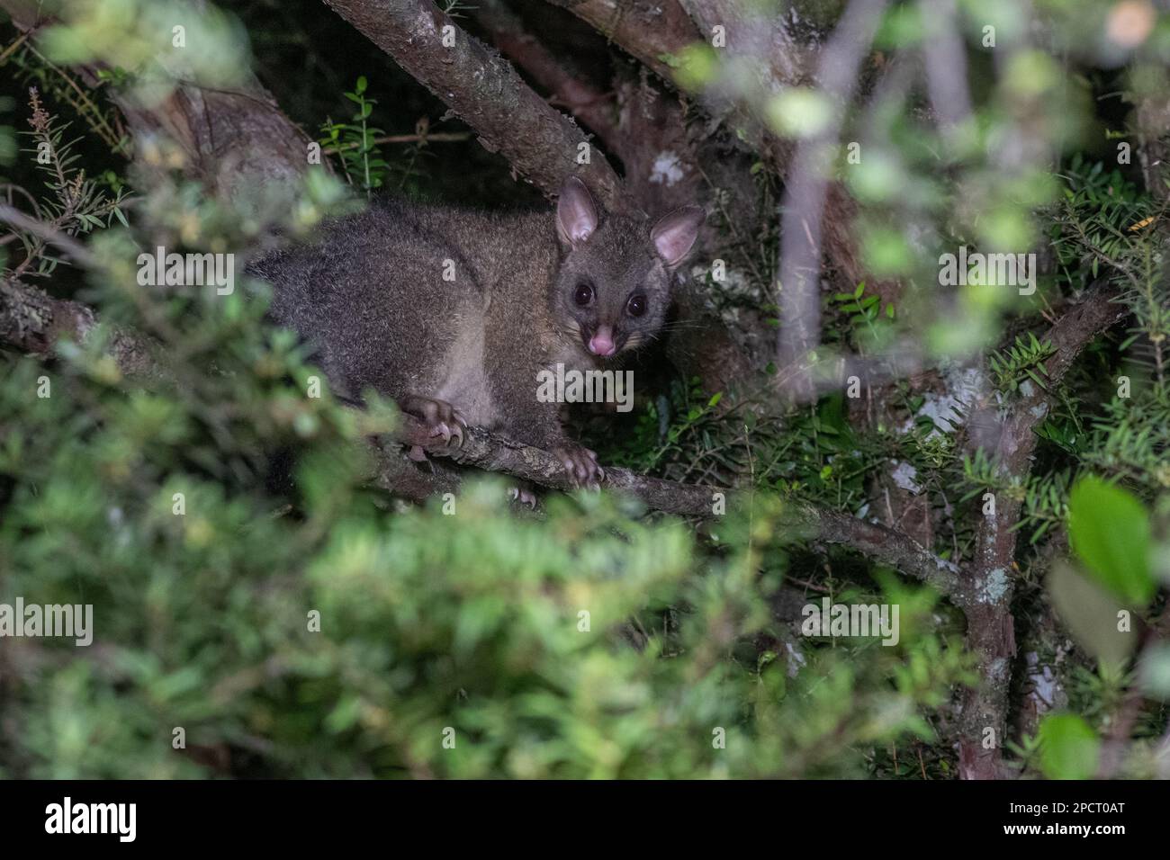 A common brushtail possum (Trichosurus vulpecula) an invasive species introduced to Aotearoa New Zealand. Stock Photo