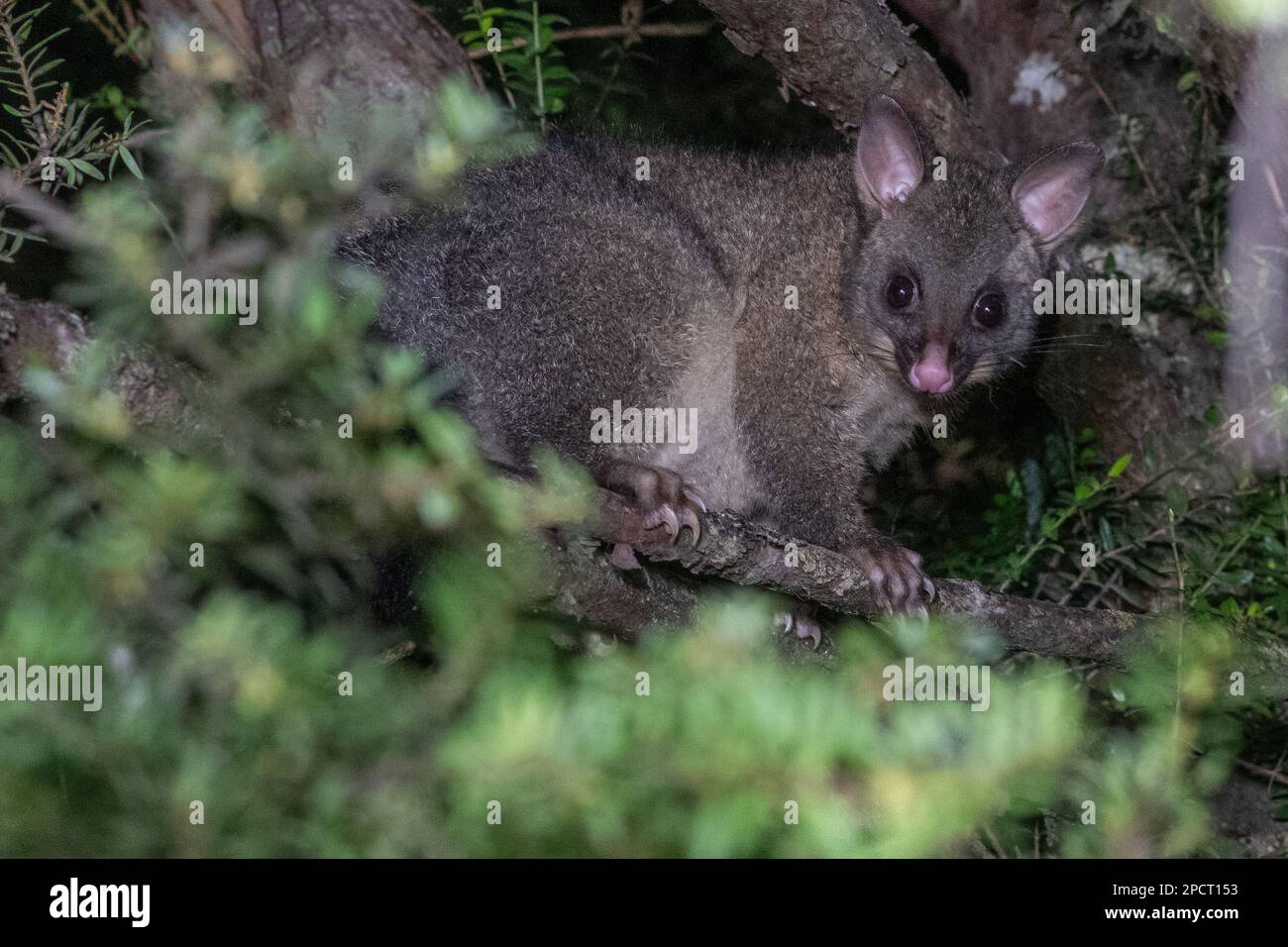 A common brushtail possum (Trichosurus vulpecula) an invasive species introduced to Aotearoa New Zealand. Stock Photo