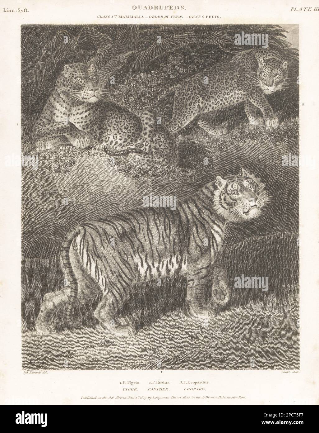 TIGER. Bengal tiger. Line engraving, 19th century available as Framed  Prints, Photos, Wall Art and Photo Gifts