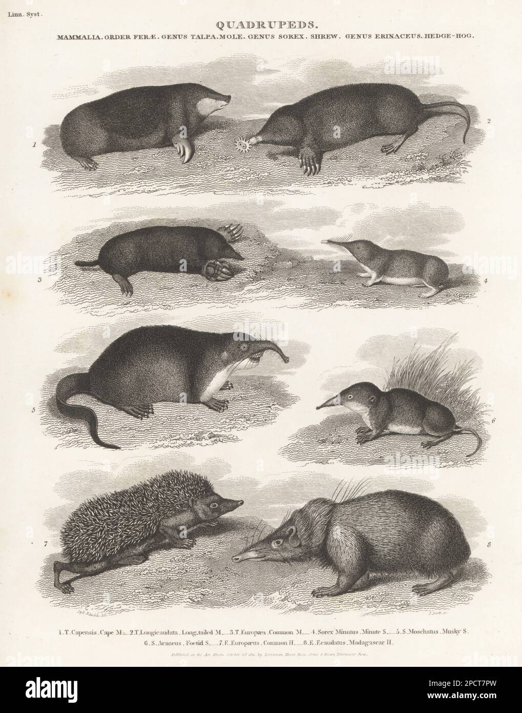 Cape golden mole, Chrysochloris asiatica 1, star-nosed mole, Condylura cristata 2, common mole, Talpa europaea 3, Eurasian pygmy shrew, Sorex minutus 4, Russian desman, Desmana moschata 5, common shrew, Sorex araneus 6, and European hedgehog, Erinaceus europaeus 7. Copperplate engraving by J. Scott after Sydenham Edwards from Abraham Rees' Cyclopedia or Universal Dictionary of Arts, Sciences and Literature, Longman, Hurst, Rees, Orme and Brown, Paternoster Row, London, October 1, 1811. Stock Photo