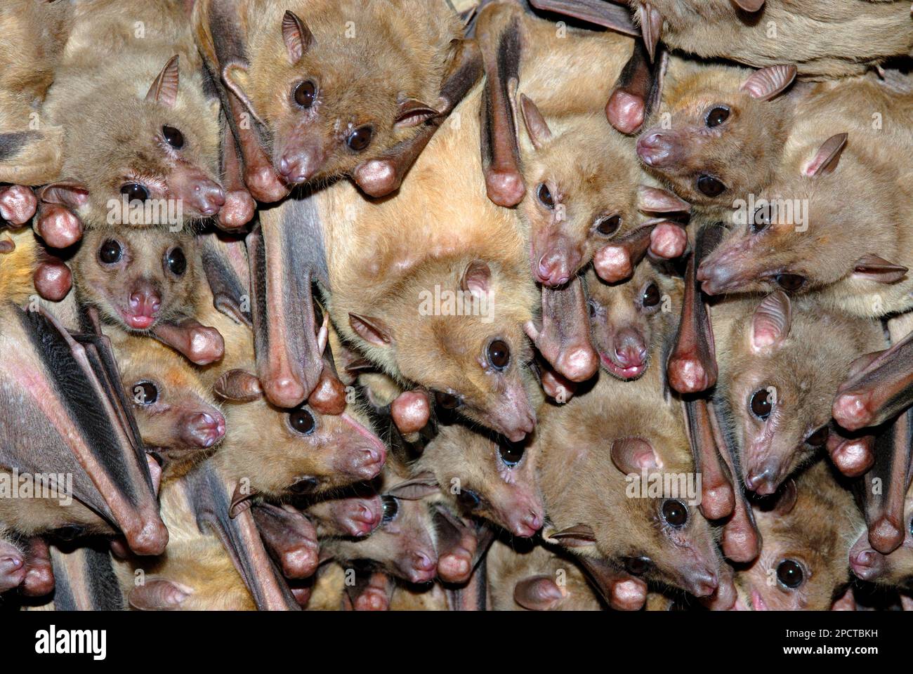 Fruit bats, Rousettus aegyptiacus, colony rest in a cave Stock Photo