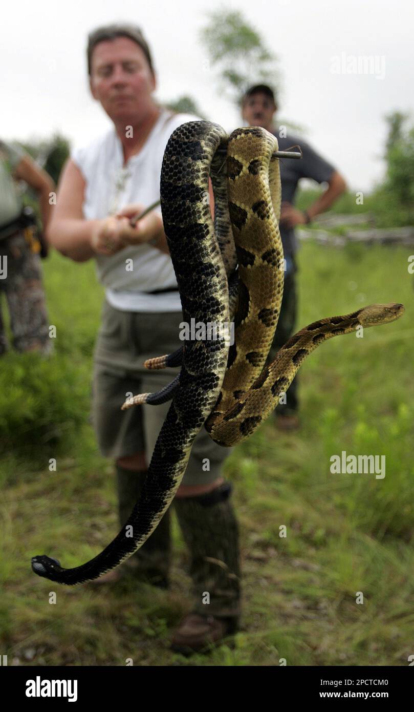 View of ** ADVANCE FOR SUNDAY JULY 16 ** Snake hunter Ginny Pentz holds up ...
