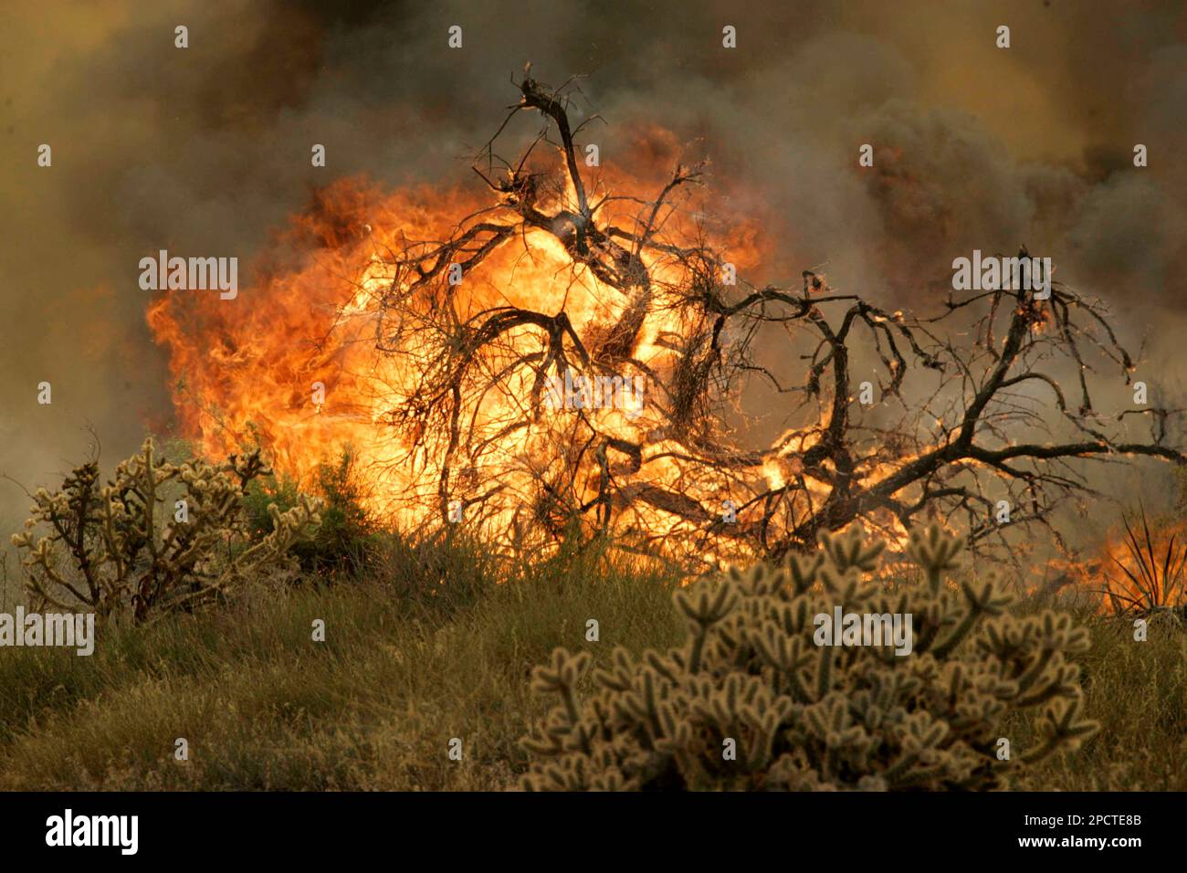 A tree is engulfed in flames as the Sawtooth Complex fire burns out of
