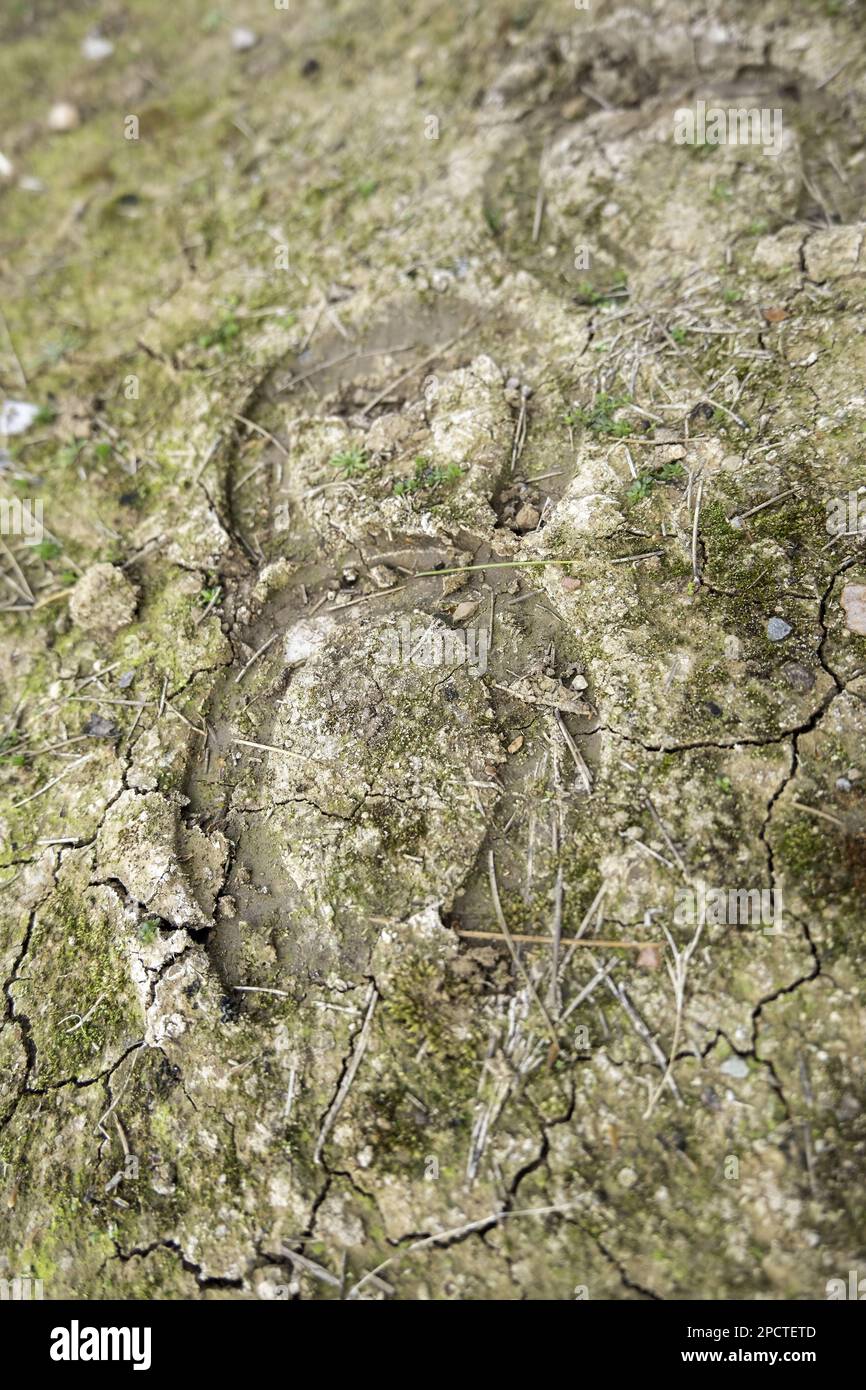 Detail of footprints in the mud of some horses, equestrian ride Stock Photo
